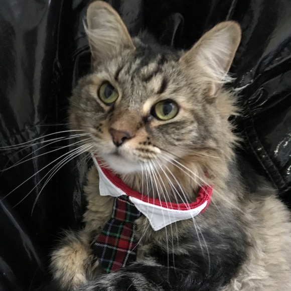 Meet Your Posher Anik - Picture 4 of 8